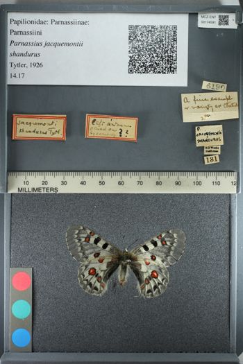 Media type: image;   Entomology 174591